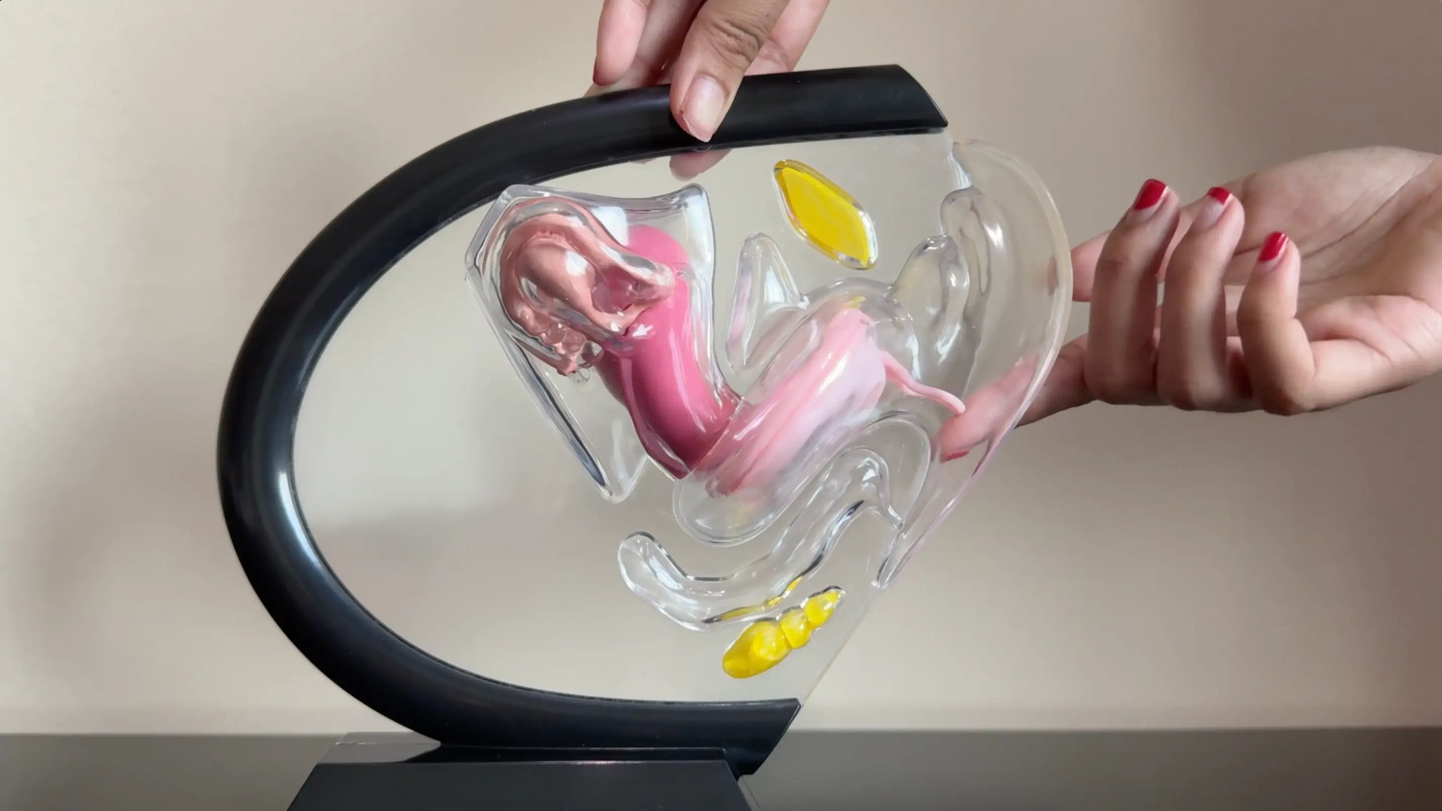 Charger la vidéo : Fonctionnement du disque menstruel avec languette